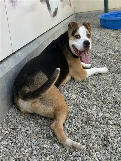 Yoshi
