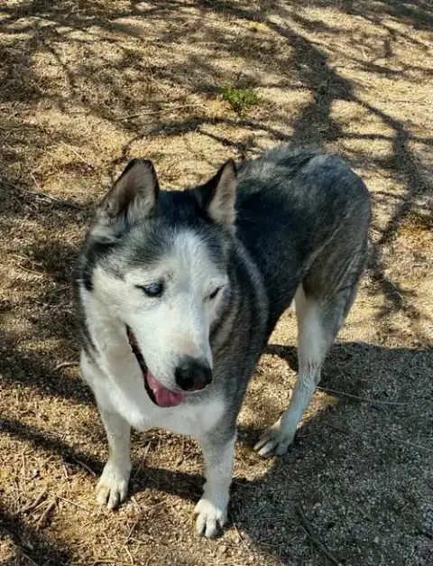 Niko
