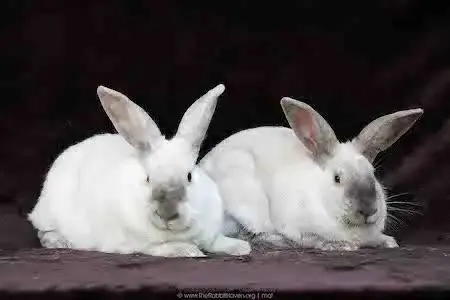 Remy & Tatum photo 4