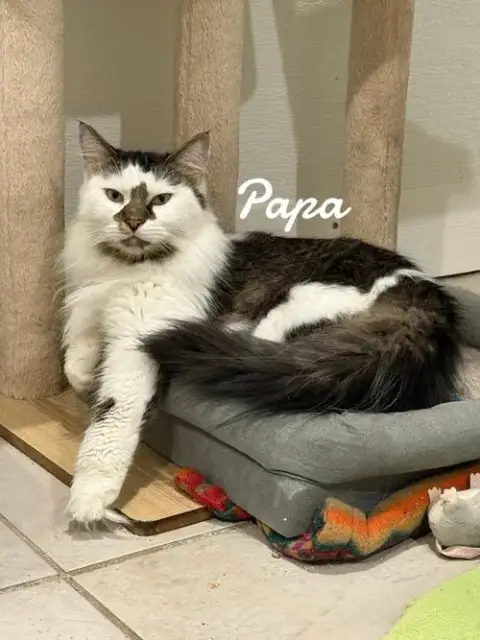Papa