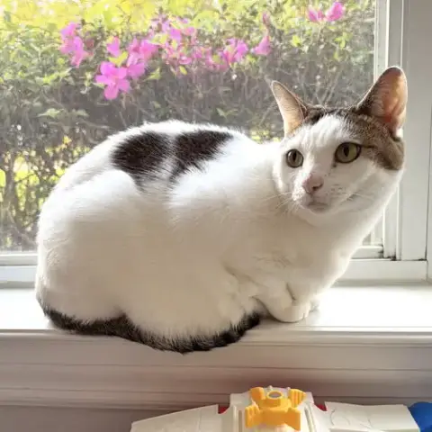 Petey photo 3