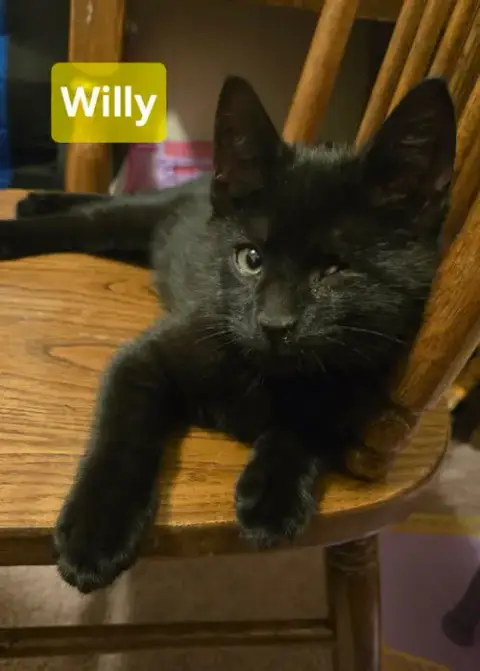 Affectionate Willy