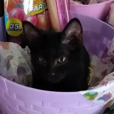 Bunny