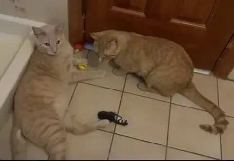 Creme Brûlée & Zesty-Bonded Brothers photo 3