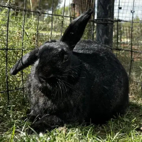 Lady Bunny photo 4