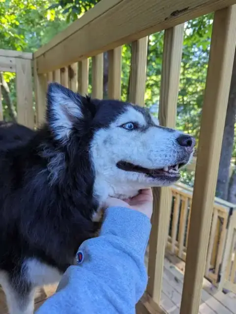 Sakari photo 5