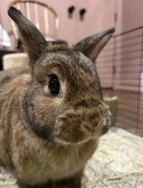 Maple photo 2