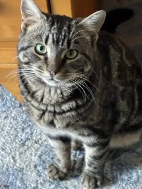 Tundra