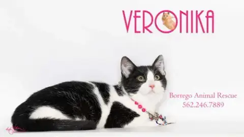 Veronika photo 4