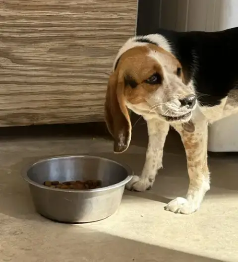 Bugzee-Adopted 6/7/26