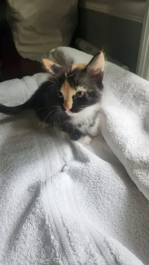 Lola