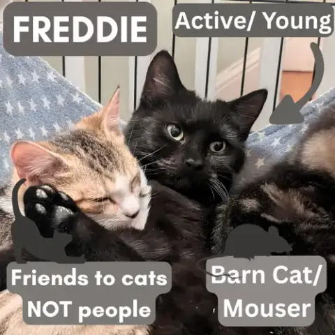 Barn Cat/Mouser: Freddy photo 4