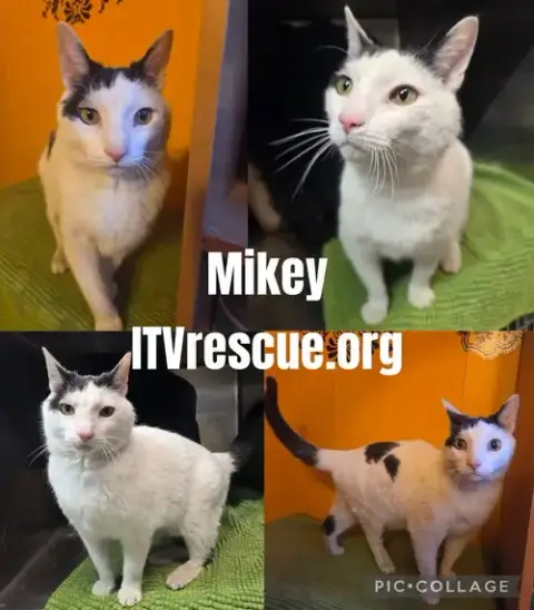 Mikey photo 2