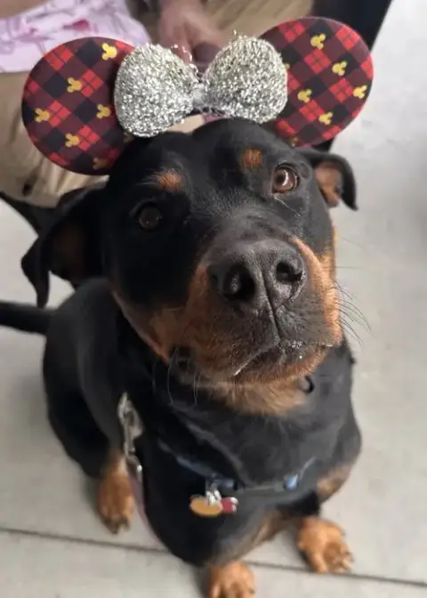 Bella