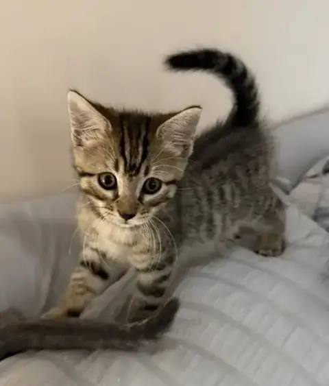 Mufasa *