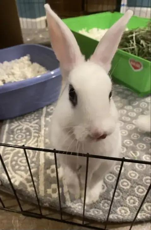Luna'S Saturn Rabbit