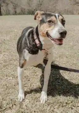 Daisey photo 2