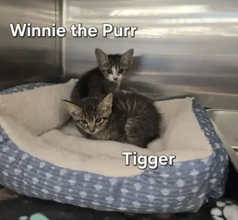 Winnie The Purr