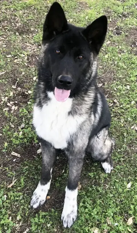 Micah