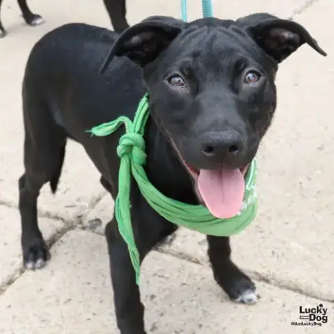 Lil Loki