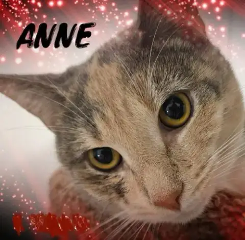 Anne photo 2
