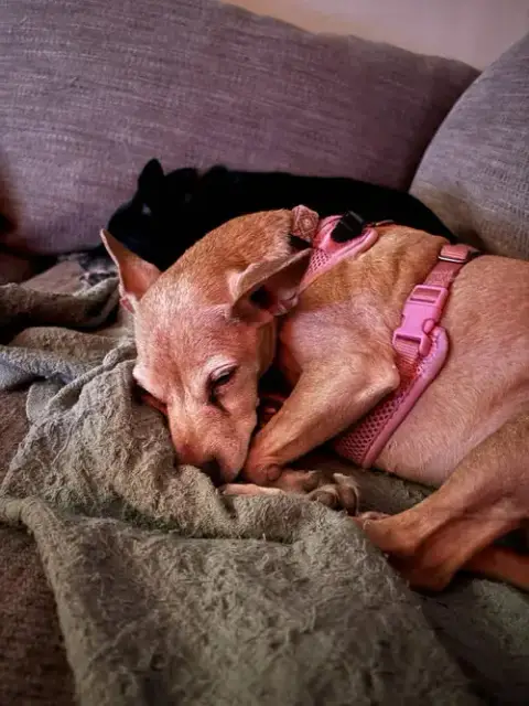 Penny photo 2