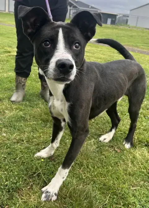 Banjo Bandit photo 2