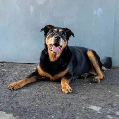 Nala photo 2