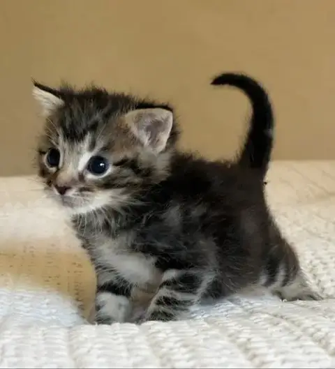 Small Fry photo 2