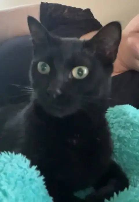Hazel