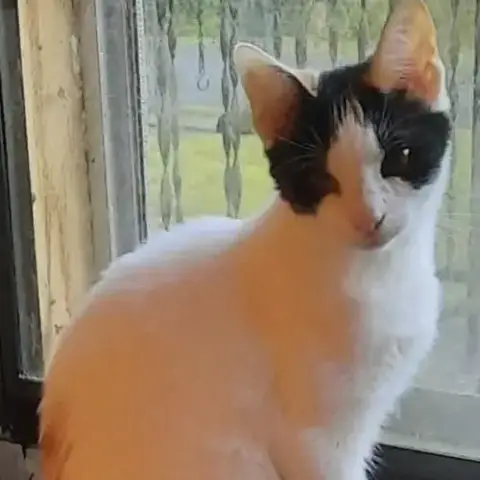 Stella