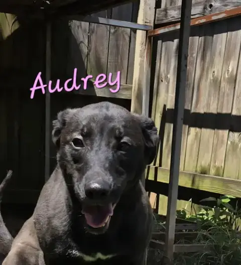 Audrey photo 3