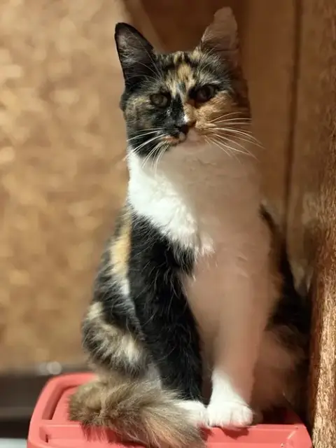 Edith