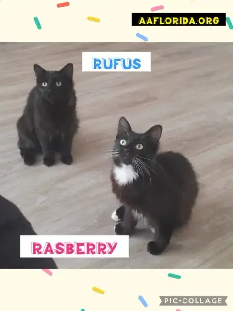Rufus & Rasberry