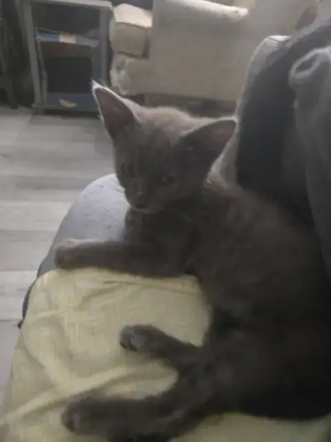 Smokey photo 2