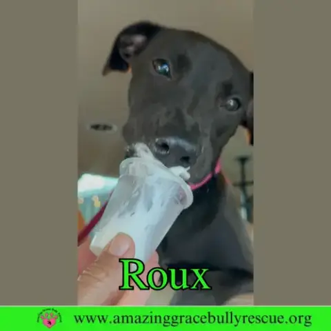 Roux 2 photo 2