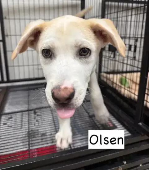 Olsen photo 2