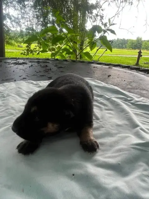 Bear photo 2
