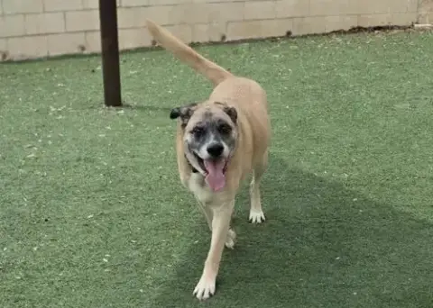Odie