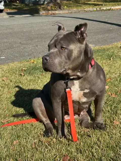 Sheba photo 2