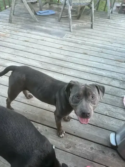 Chester photo 2