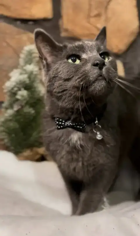 Earl Grey photo 3