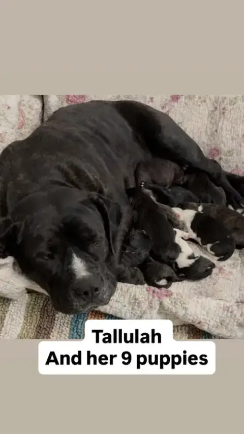 Tallulah photo 4