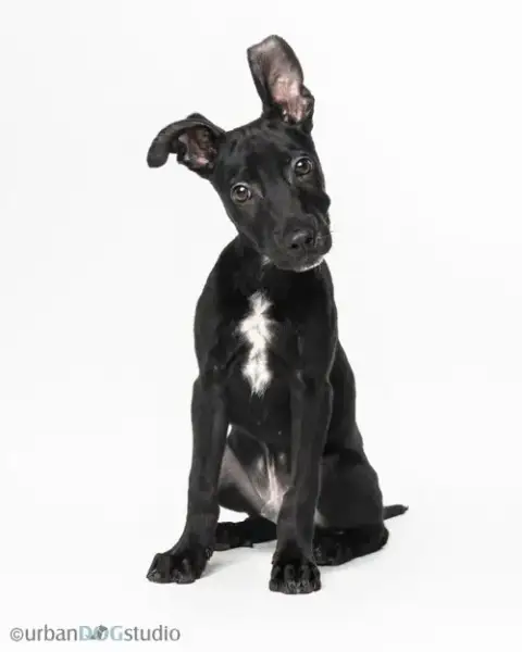 Diesel photo 2