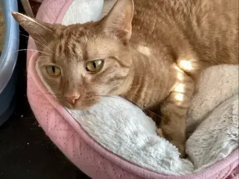 Peaches photo 2