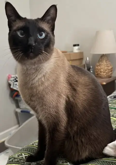 Silas