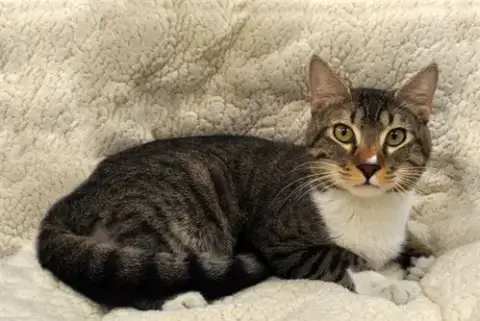 Loki