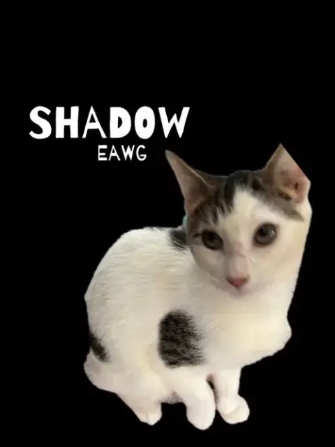 Shadow