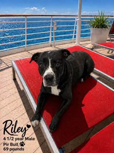 Riley  – 3 Year