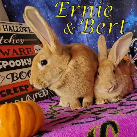Bert photo 3